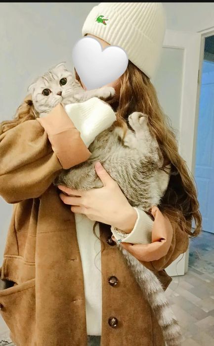 Кошка вислоухая отдам даром