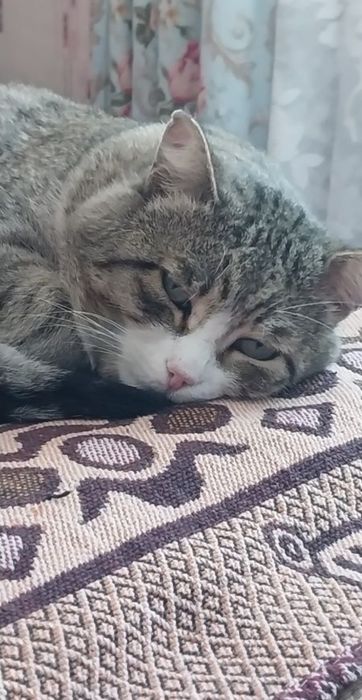 Пропал кот полосатый серого цвета