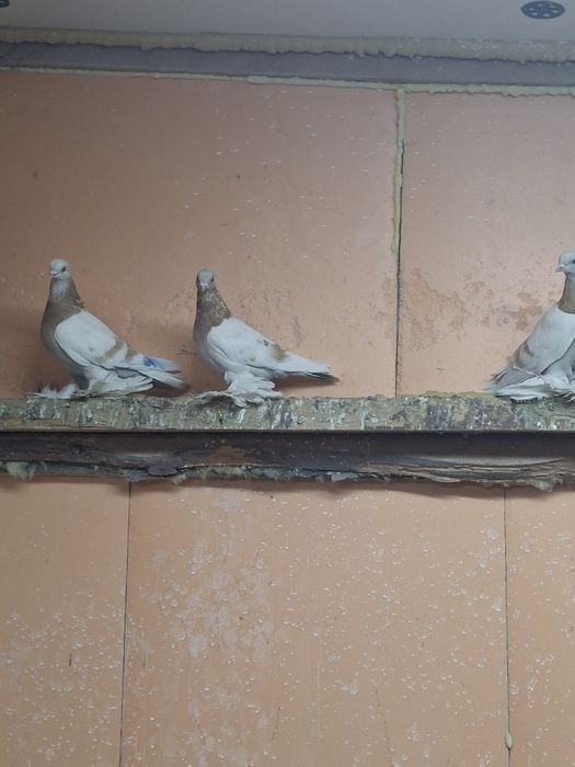 Продам голубей игра гребля тяга