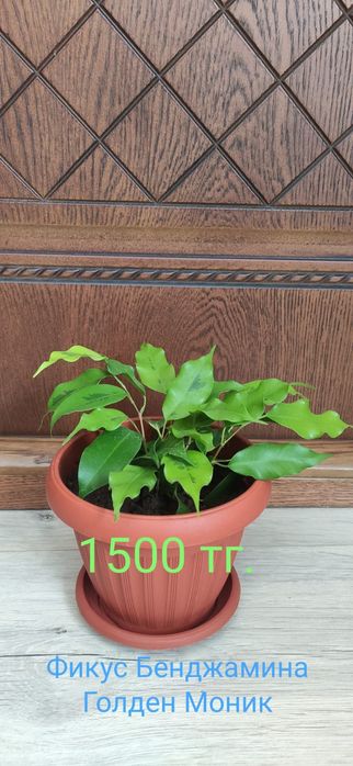 Цветок фикус Бенджамина