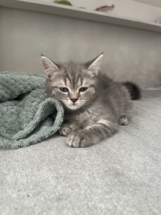 котята породистые