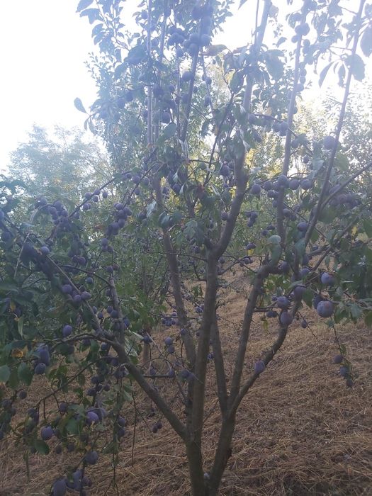 Prune anaspet bio,consum,tuica