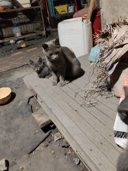 Отдам котят,сам привезу