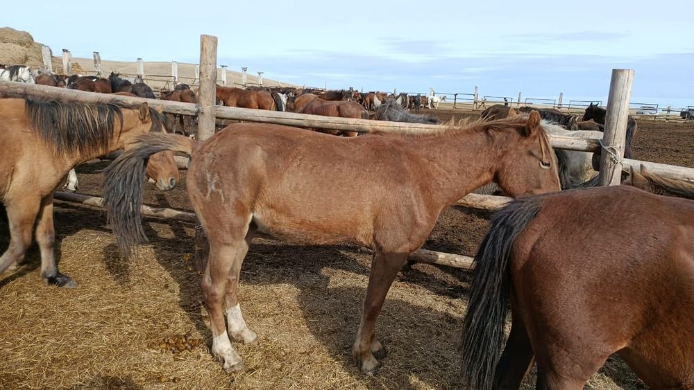 Продам молодые кобылы 3х и 4х годовалые