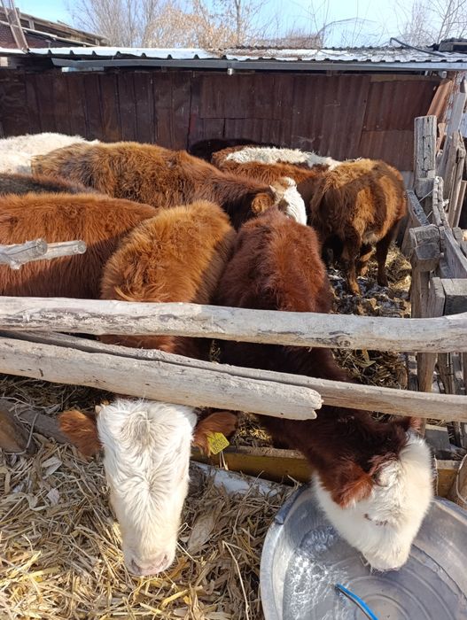 Продам бычки.бука