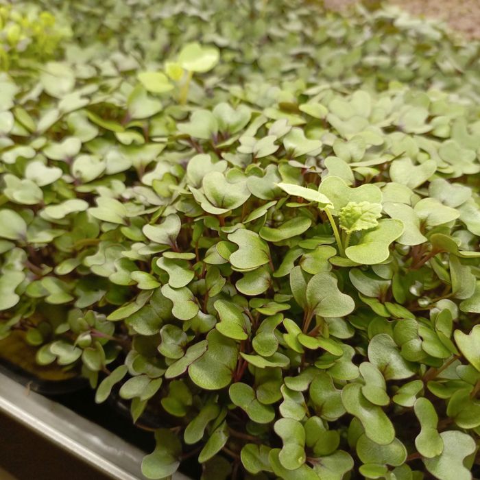 Микрозелень горох и другие