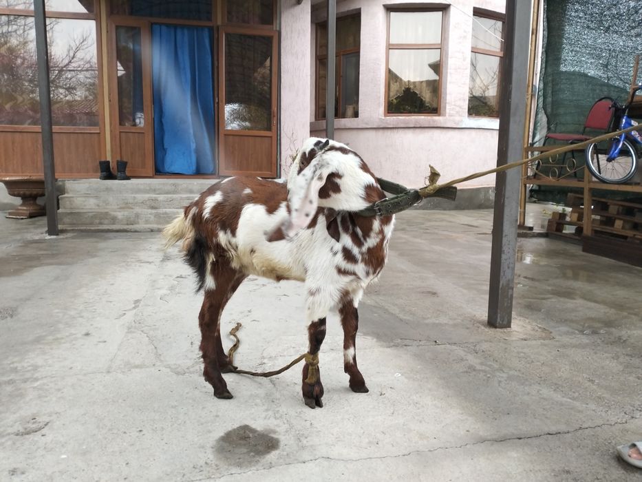 Таза қанды битал