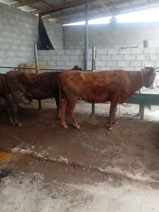 Семиз Гуножинлар сотилади