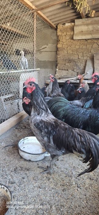 Cocoși australorp 2026 vaccinați.și inelați