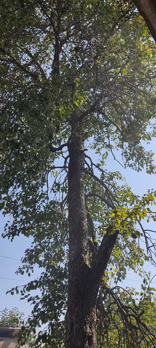 Продам дерево на дрова (груша). Таваксай, Бостанлыкский район.