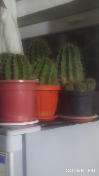 Кактусы.город Ленгер.