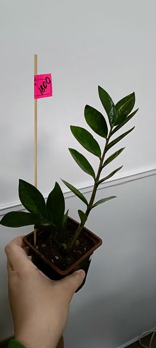 Долларовое дерево:1800 тенге.