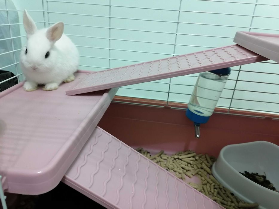 Yangi yilga eng shirin sovg'a