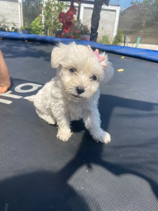 Cătei bichon talie mică