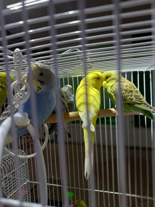 Волнистые попугаи ручные