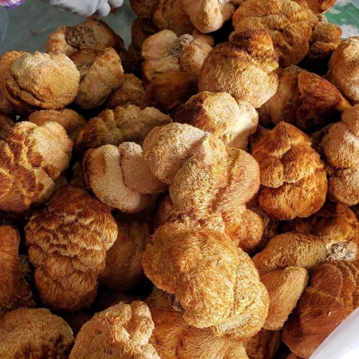 Ежовик гребенчатый