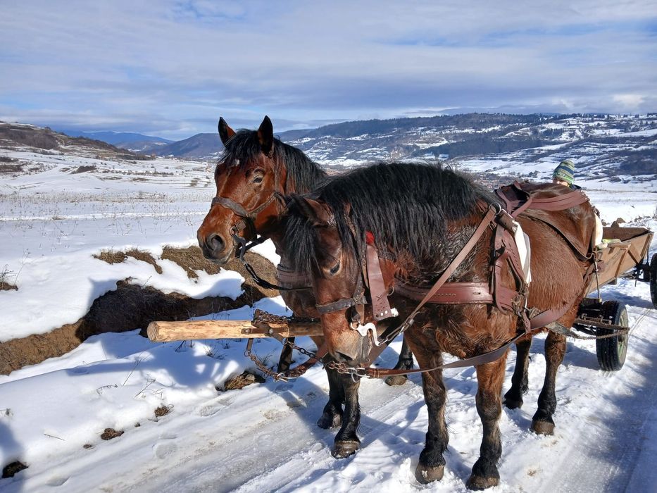 Vând o pereche de cai murg