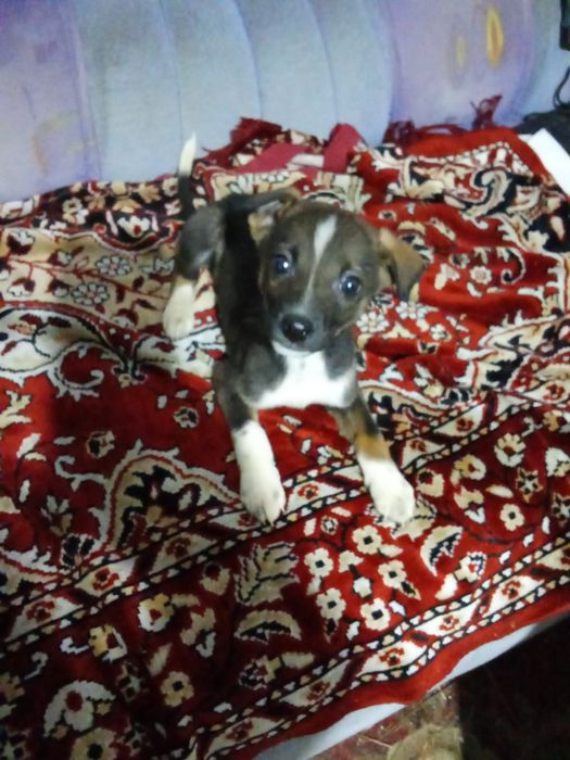 Отдам щенят даром