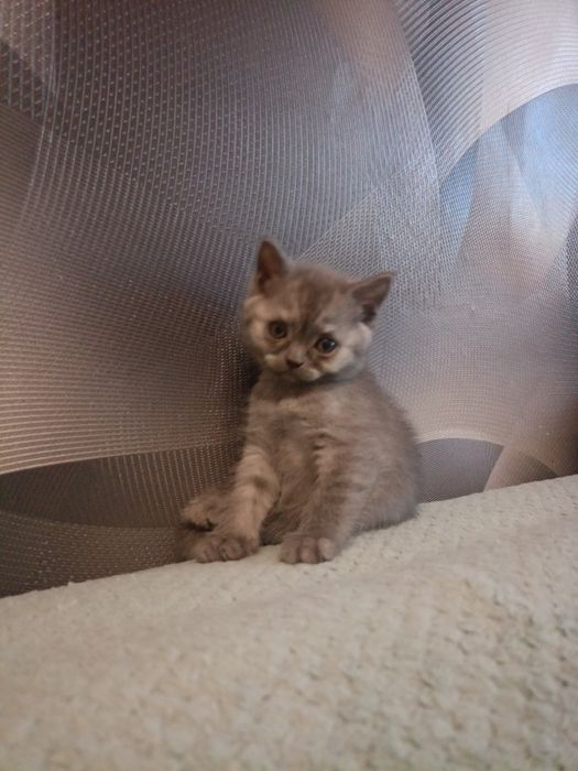 Шотландские котята