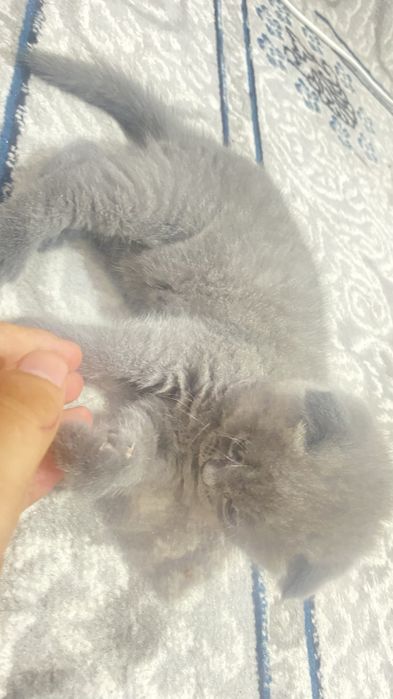 Qiz bola 1 yarim oylik Scottish Fold.    narxi 100$.