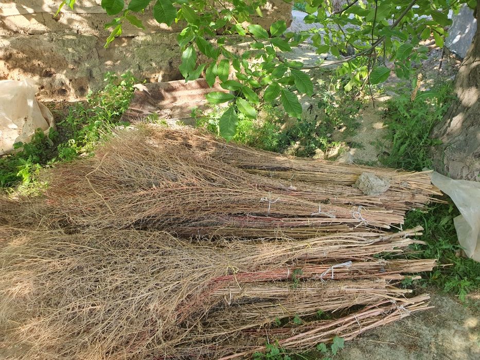 Hovli supirgi bor Веники разные для уличных работ