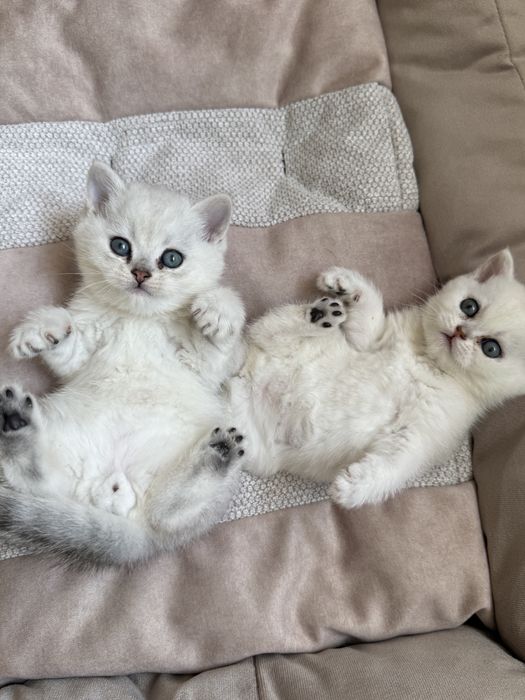 Британские шишилы котята