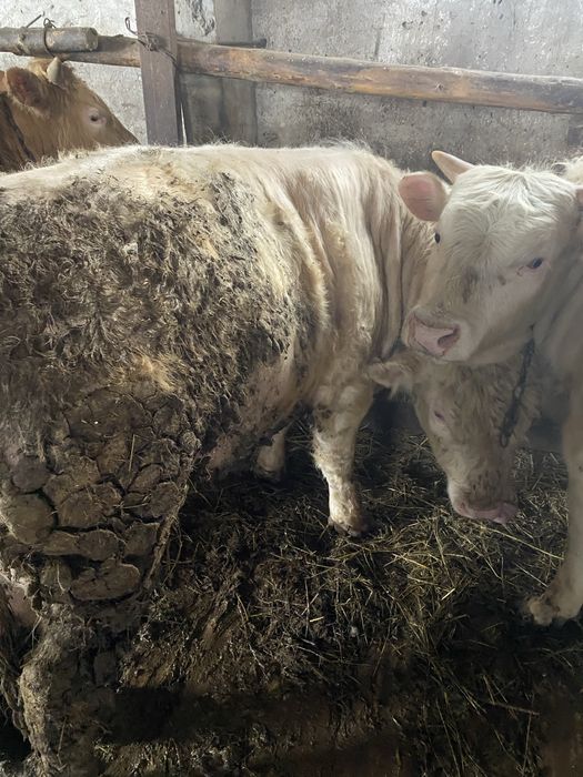 Бычки аулекольской проды