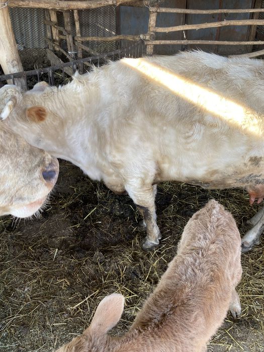 Продам корову с теленком