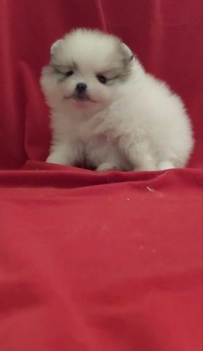 Щенки померанского шпица!!!