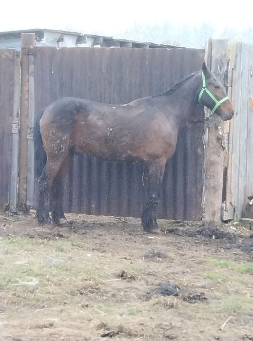 Продам мерина обученный