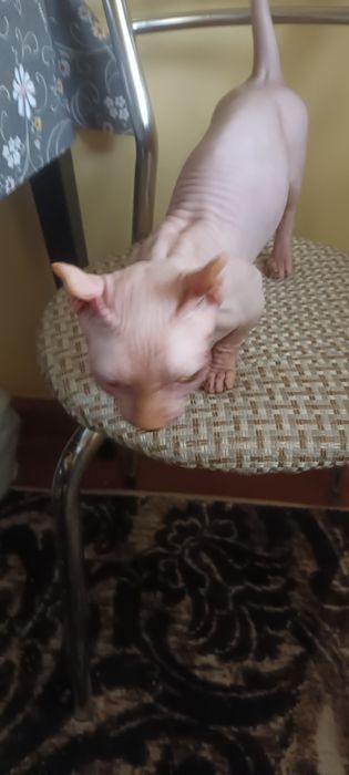 Продаётся клубная канадский сфинкс, бамбино