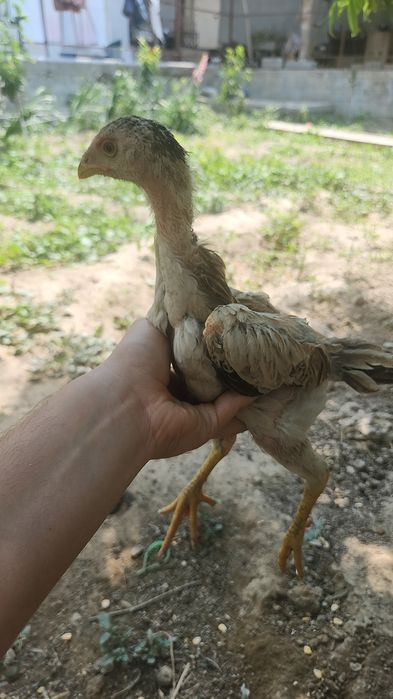 Jojalar sotiladi