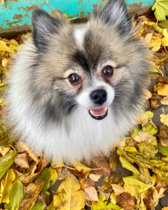 Собака модель для съемок