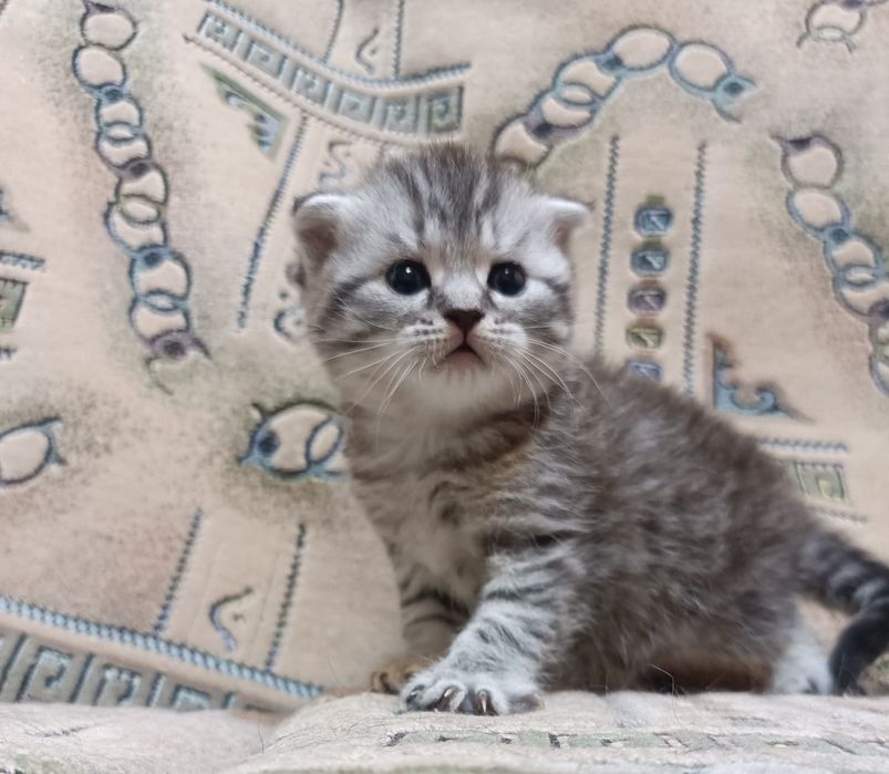 Британские котята