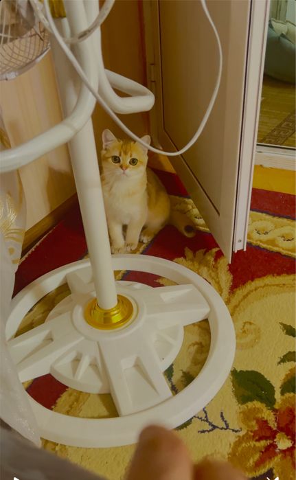 Rus havaskor porno onlayn