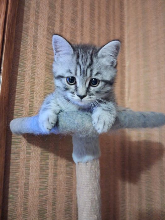 Продам  шотлатландского мальчика.