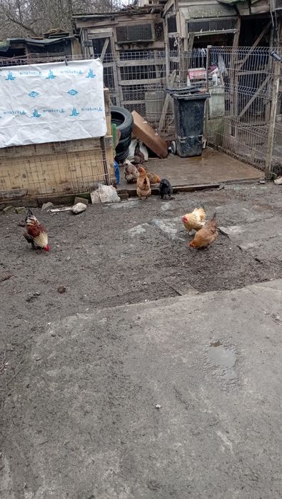 Vând pitici de găină