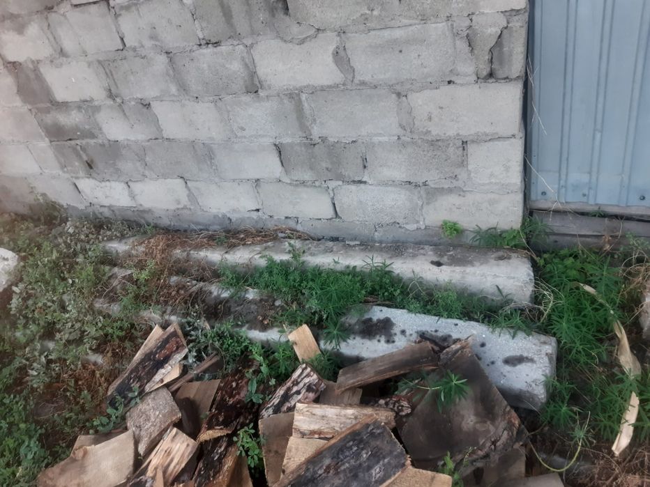 Продам пасынки , самовывоз
