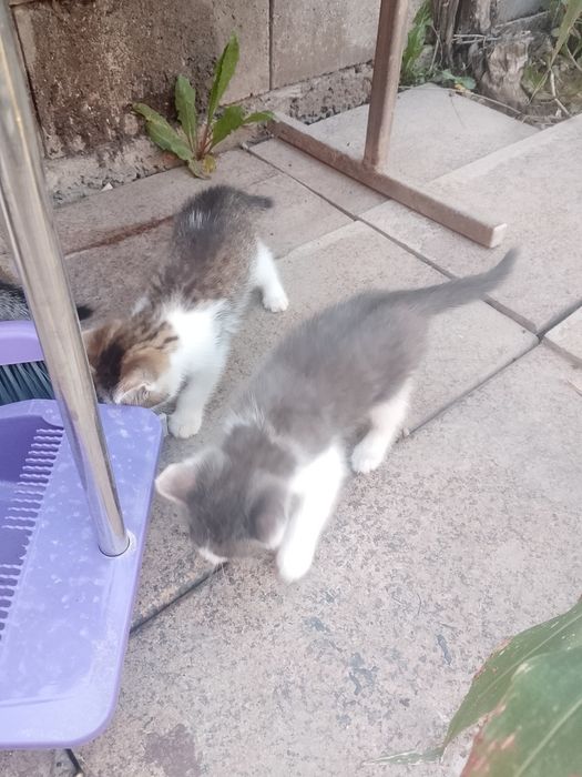 Котята в хорошие руки