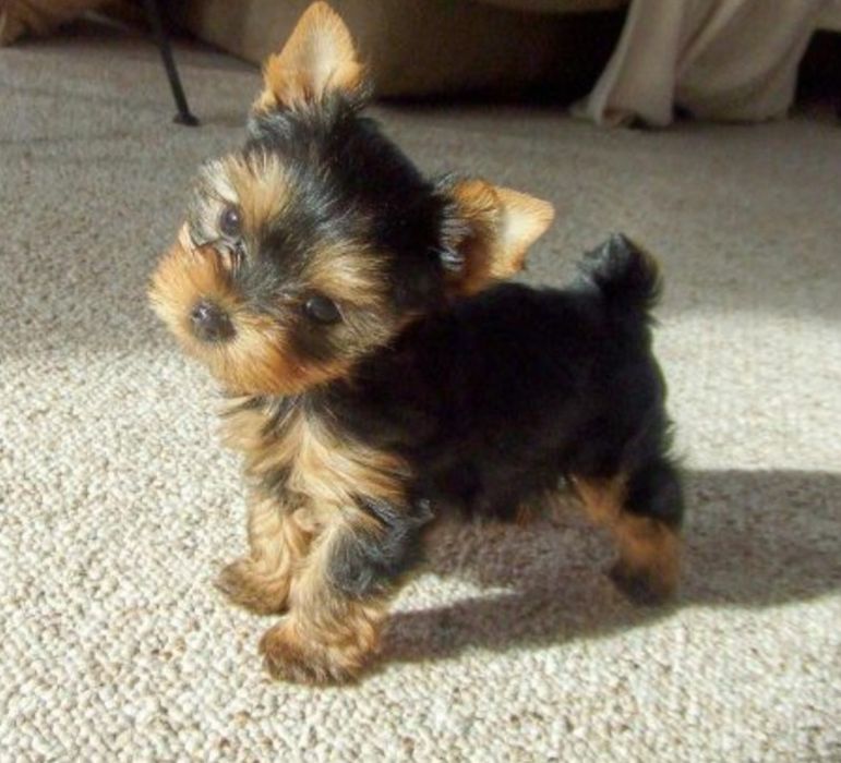 Йорки мини момче и момиче