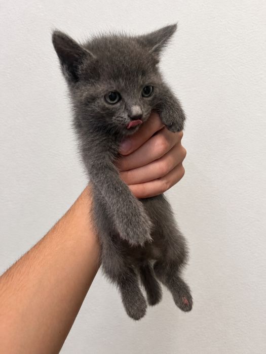 Подарявам 3 малки котенца