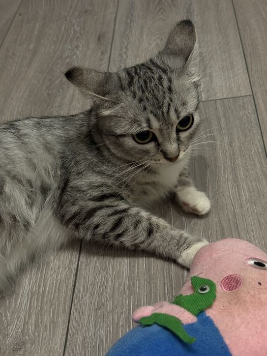 Котенок в добрые руки