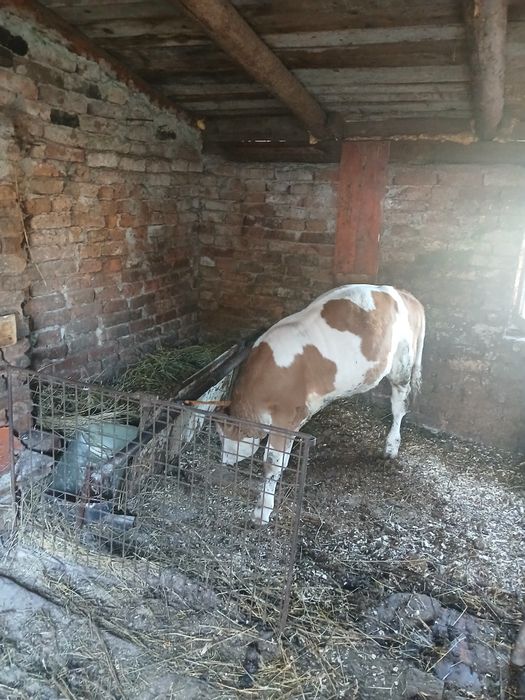 Vînd viteaua baltata