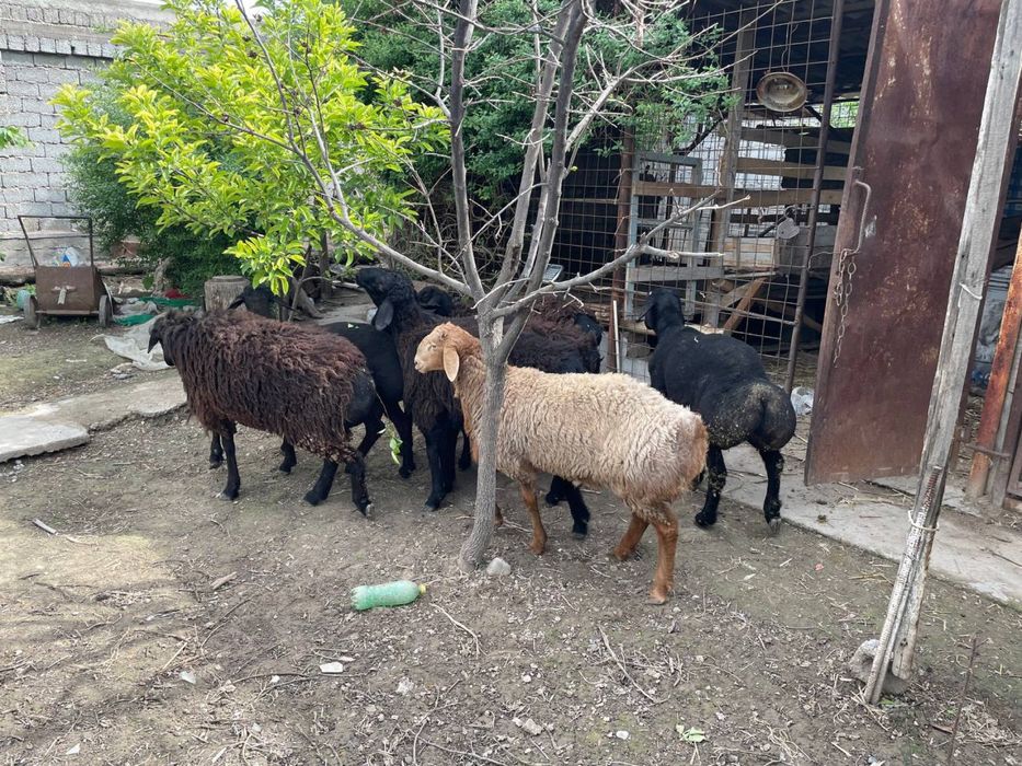 Qoy sotiladi uyda boqiladi