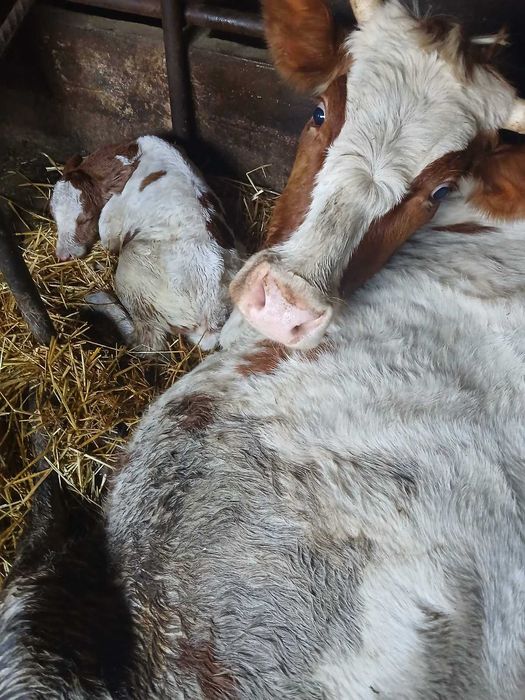 Продавам крави и юници преди отелване