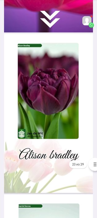 Оптом и розницу Голландские тюльпаны