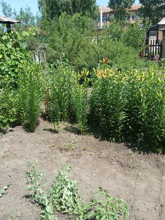 Продам кирпичный дом