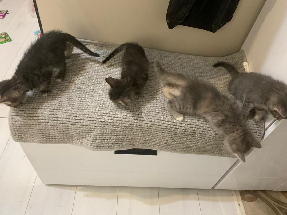 Отдам котят в хорошие руки
