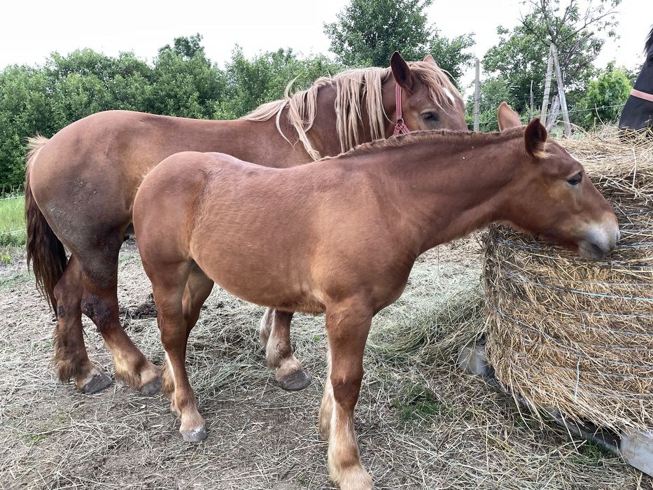 Vand iapa gestanta  cu manza de 6 luni