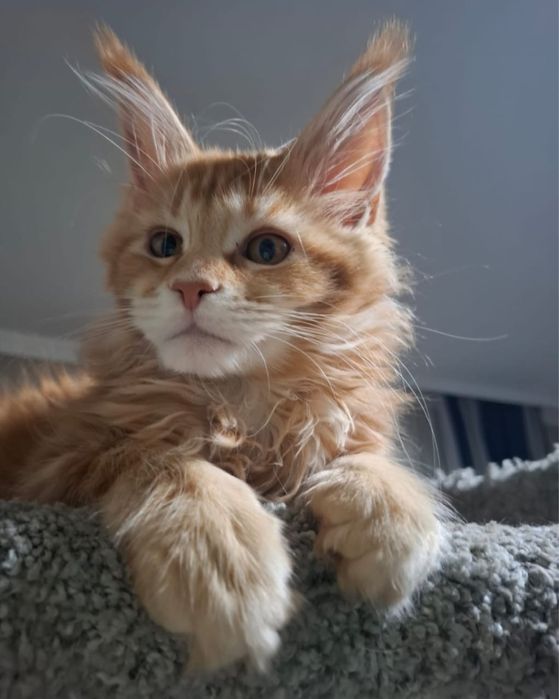 Мейн куны оригиналы